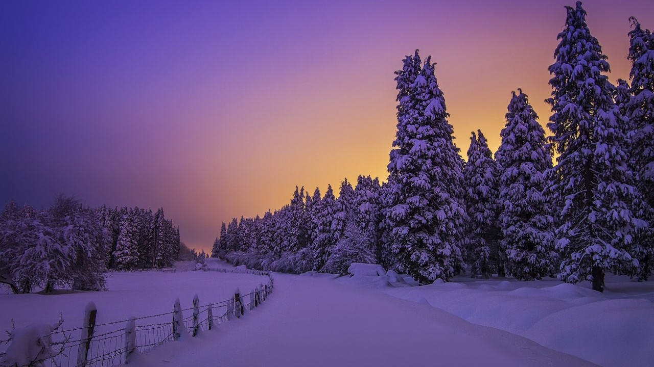 Tagsüber Grüne Pinien Auf Schneebedecktem Boden. Wallpaper in 1280x720 Resolution