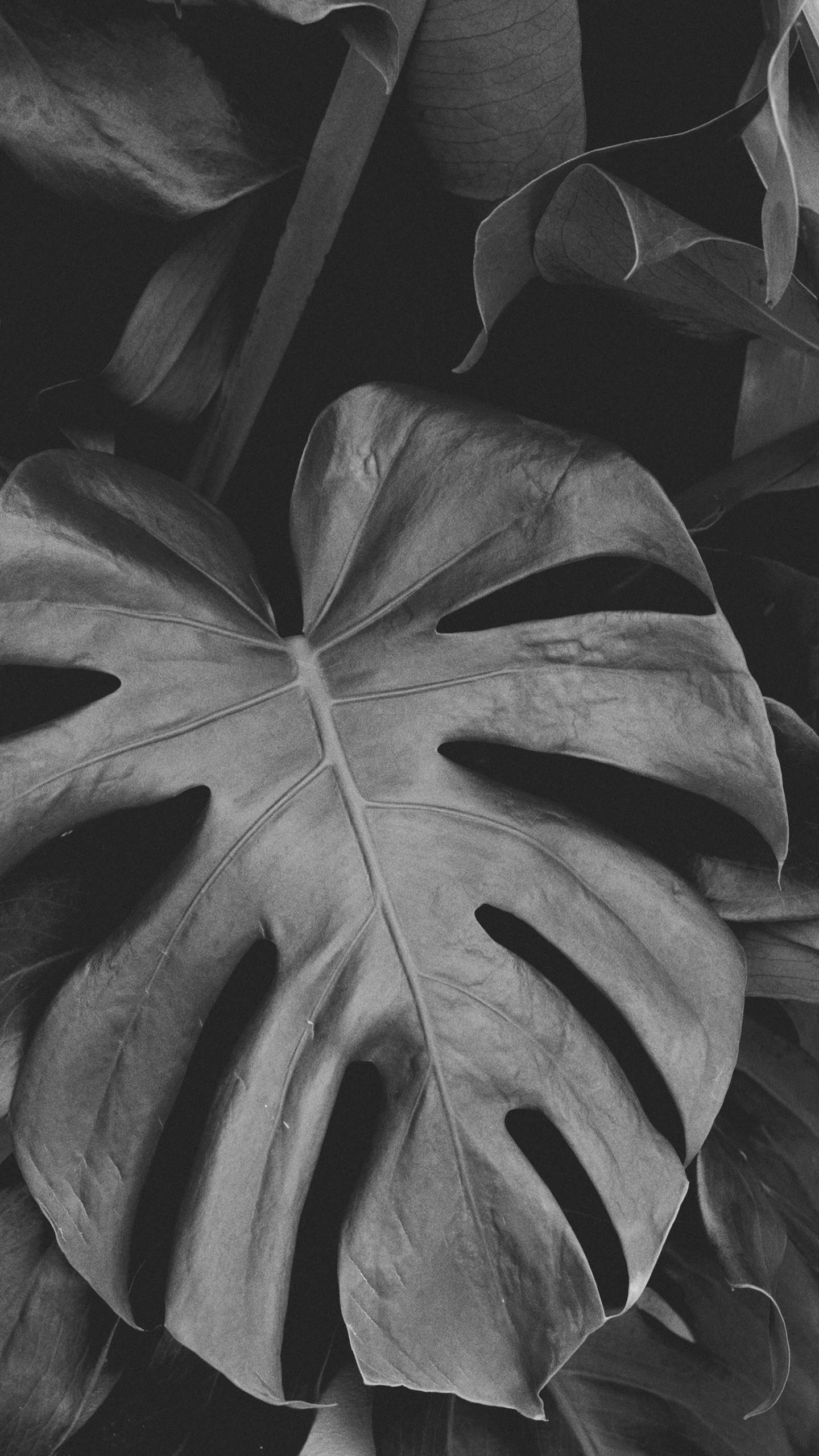 Black and White, Leaf, Black White - M, Symmetry, Flower. Wallpaper in 1440x2560 Resolution