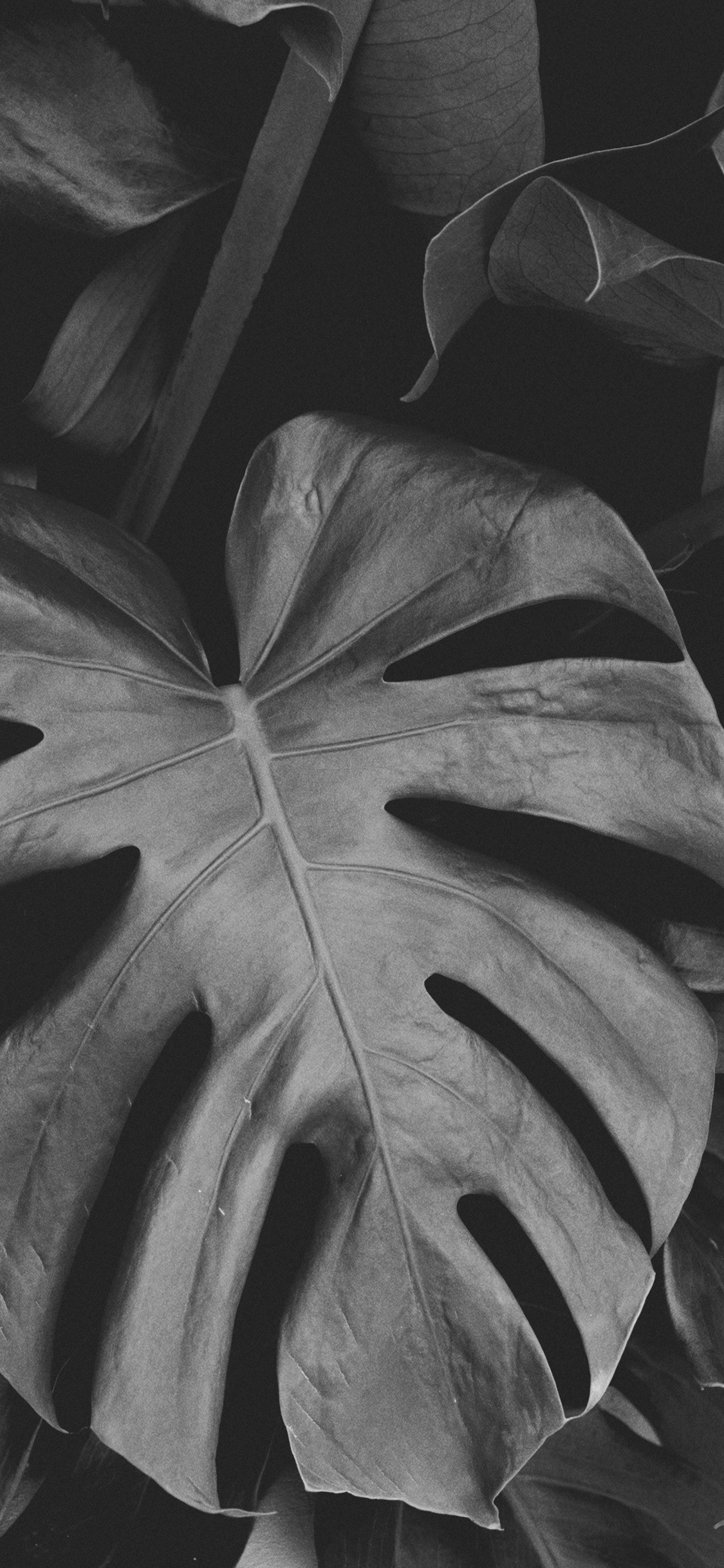 en Blanco y Negro, Negro Blanco - M, Simetría, de Cerca, Negro. Wallpaper in 1125x2436 Resolution