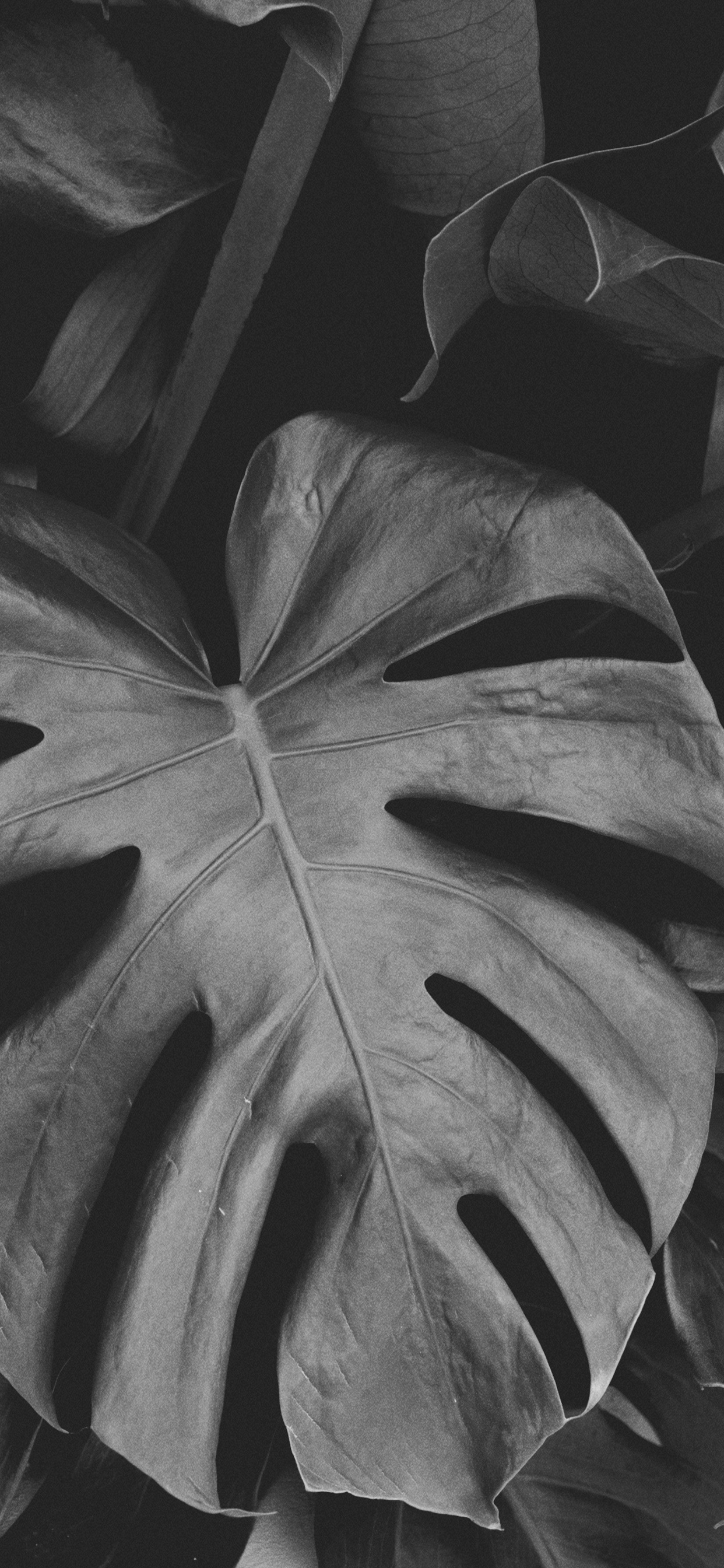 en Blanco y Negro, Negro Blanco - M, Simetría, de Cerca, Negro. Wallpaper in 1242x2688 Resolution