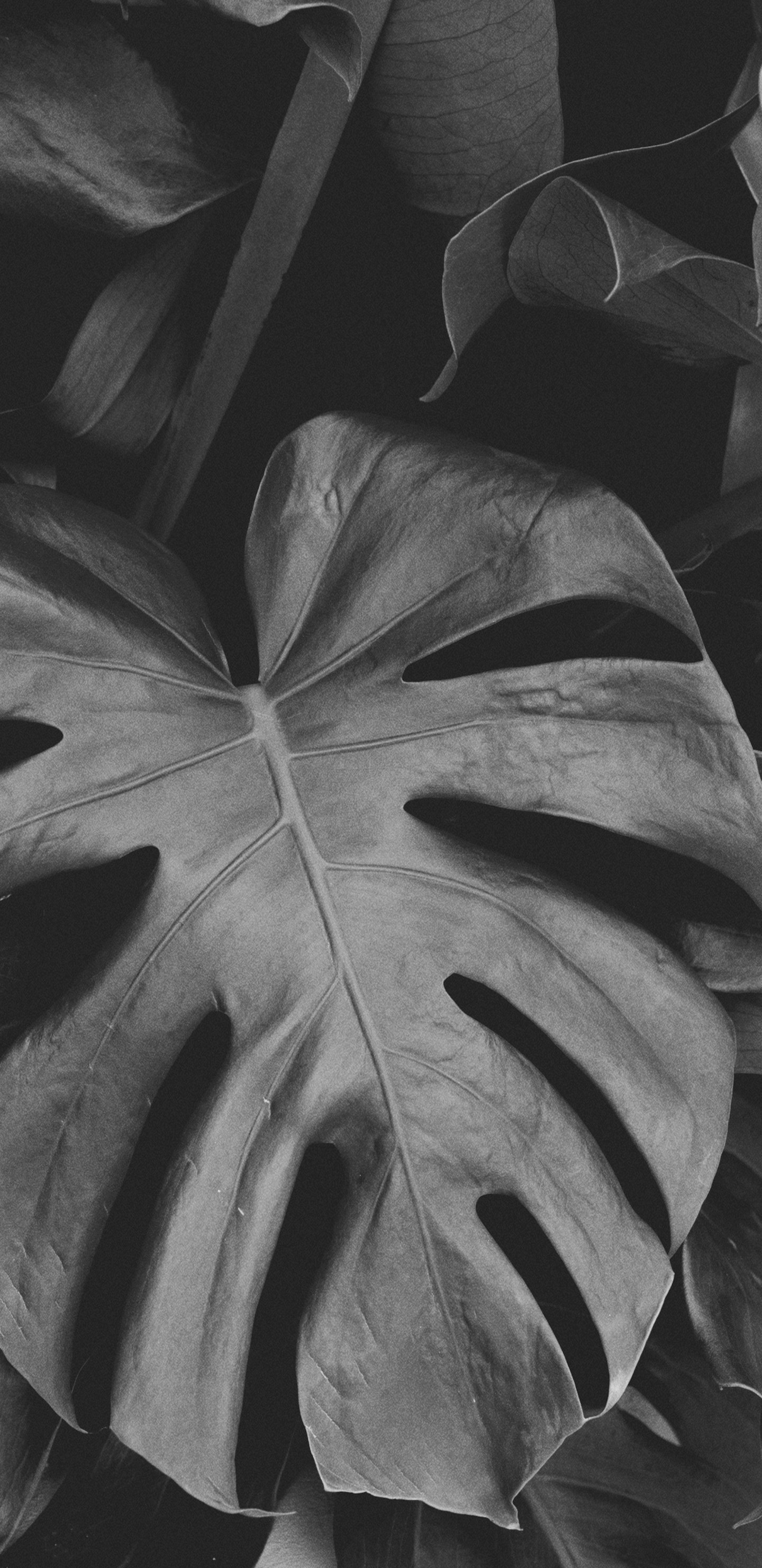 Schwarz Und Weiß, Blatt, Schwarz Weiß - M, Symmetrie, Close Up. Wallpaper in 1440x2960 Resolution