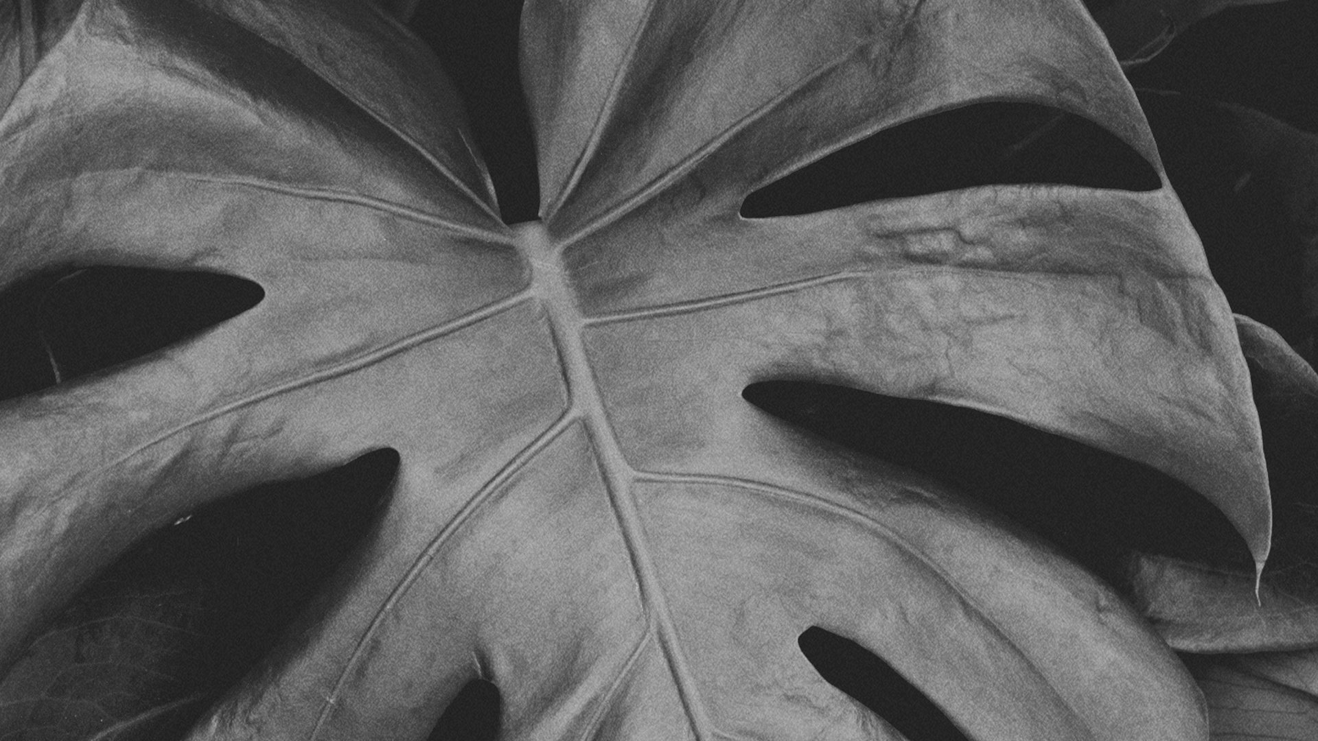 Schwarz Und Weiß, Blatt, Schwarz Weiß - M, Symmetrie, Close Up. Wallpaper in 1920x1080 Resolution