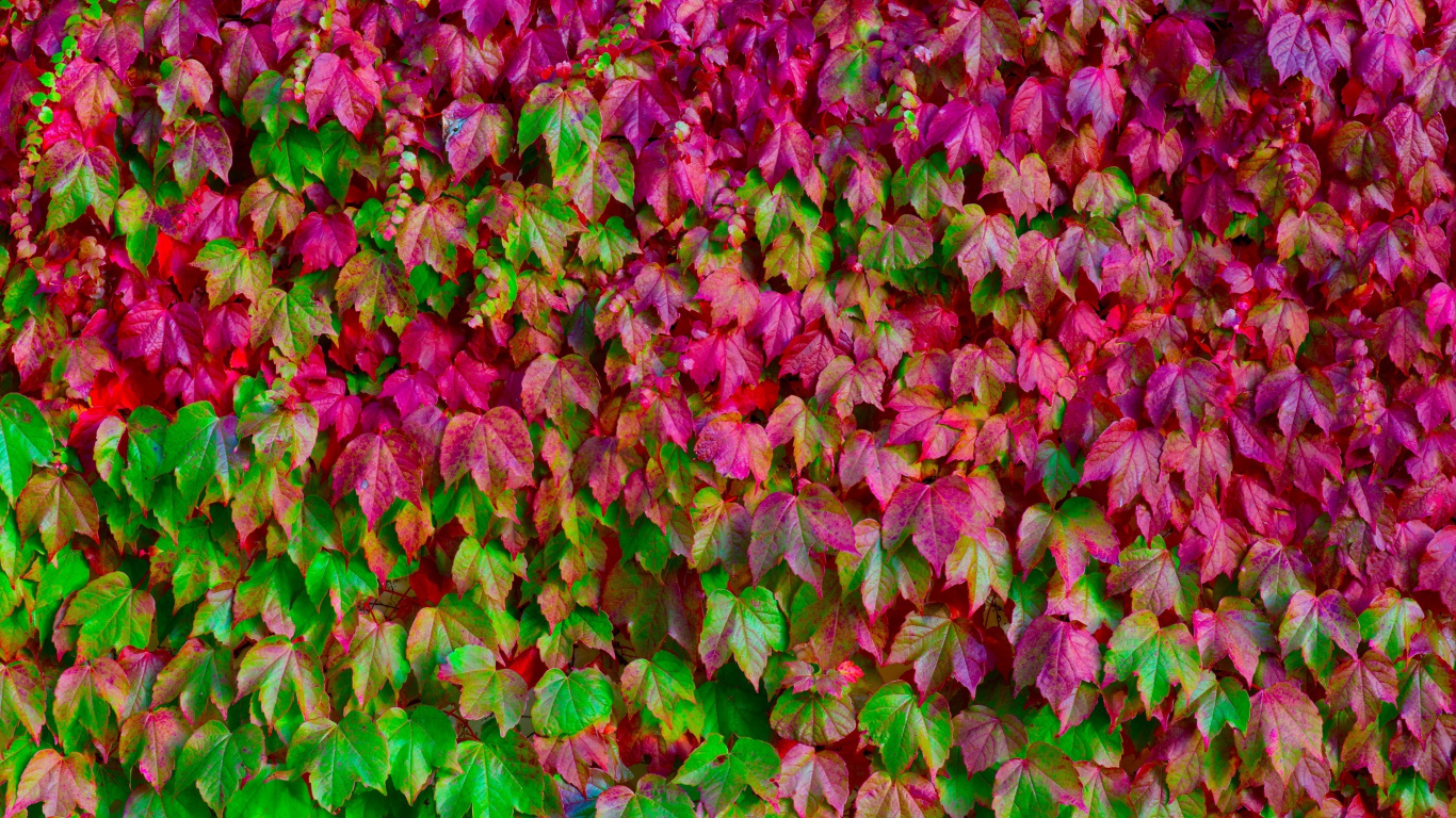Feuilles Vertes et Violettes au Sol. Wallpaper in 1366x768 Resolution