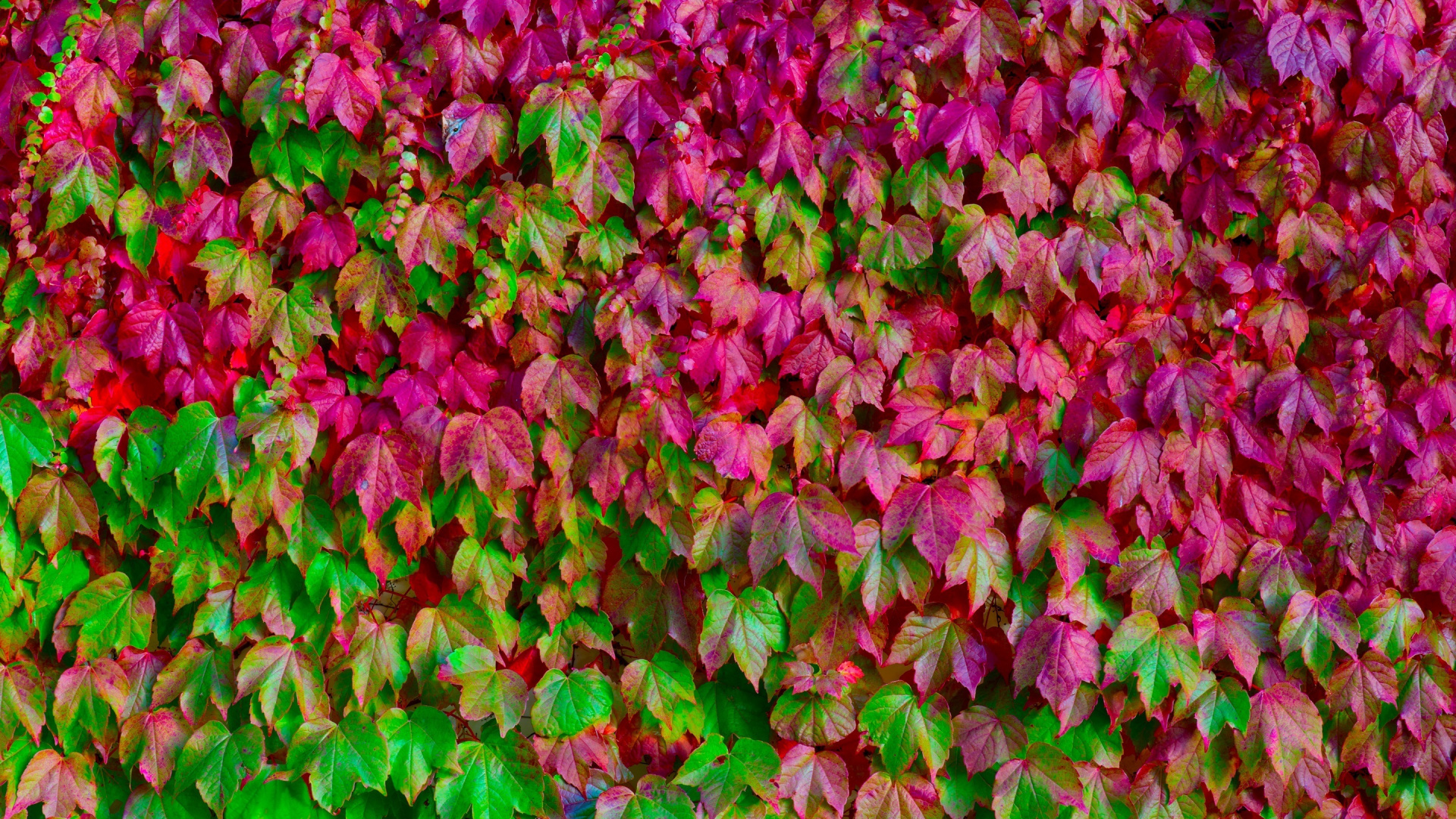 Feuilles Vertes et Violettes au Sol. Wallpaper in 1920x1080 Resolution