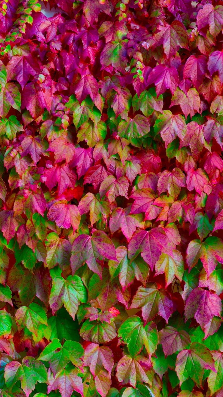 Feuilles Vertes et Violettes au Sol. Wallpaper in 750x1334 Resolution