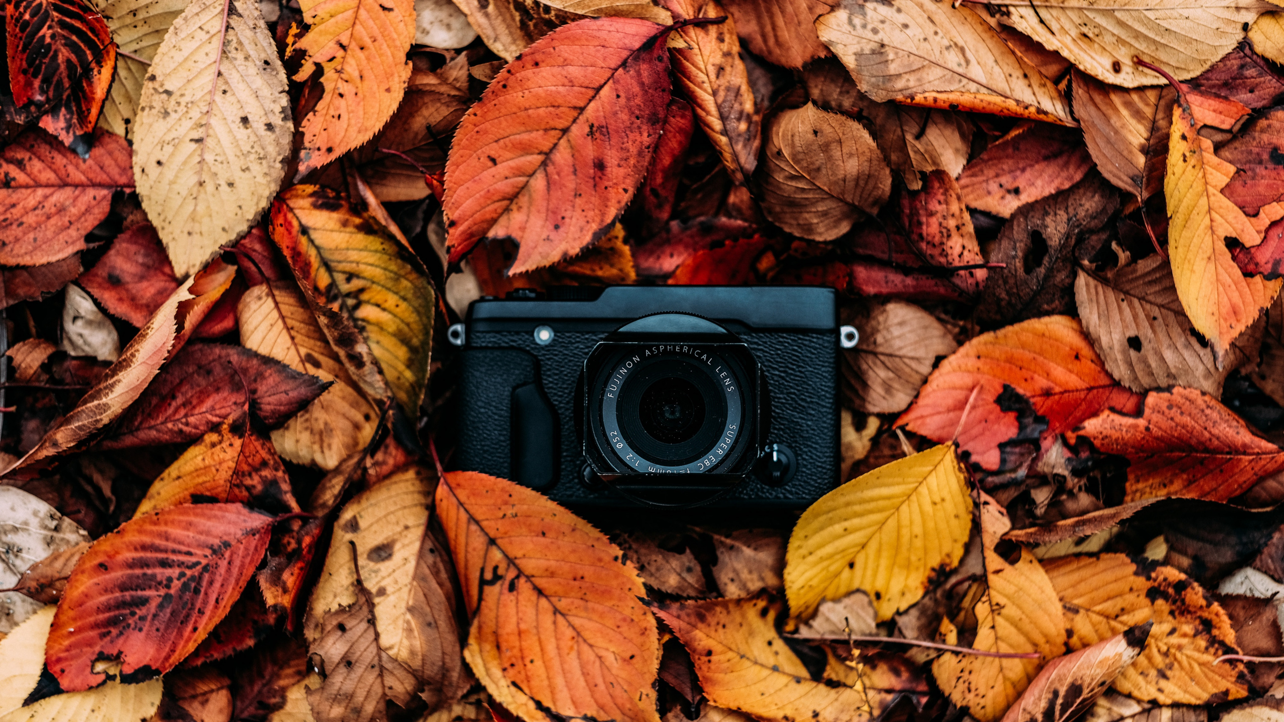 Schwarze Kamera Auf Getrockneten Blättern. Wallpaper in 2560x1440 Resolution