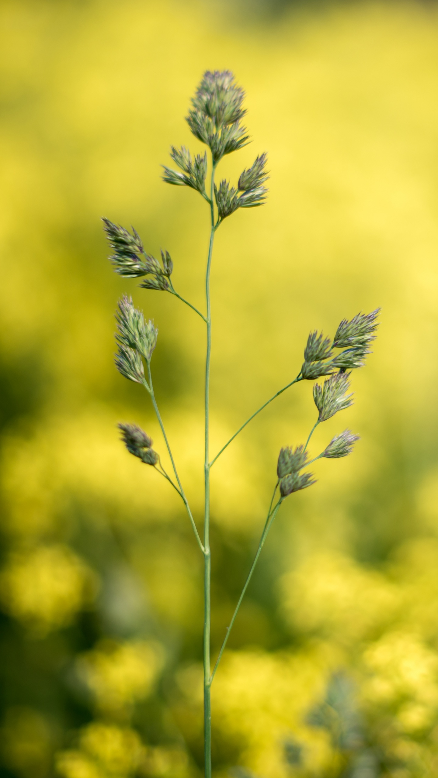 Pflanzen, Bokeh, Rapsölkraftstoff, Blühende Pflanze, Gelb. Wallpaper in 1440x2560 Resolution