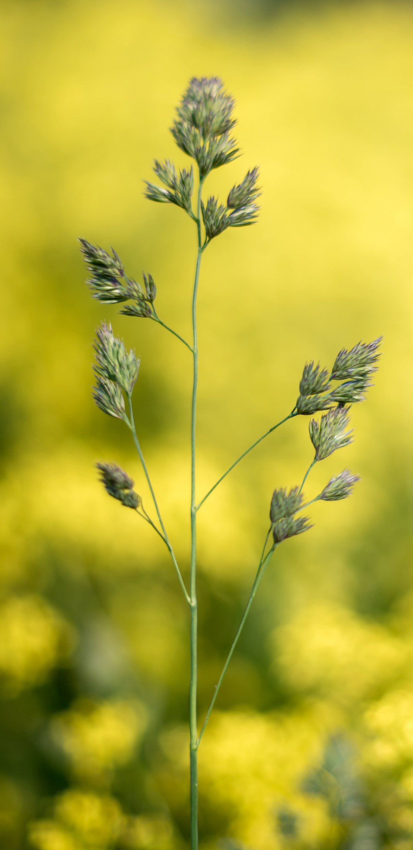 Pflanzen, Bokeh, Rapsölkraftstoff, Blühende Pflanze, Gelb. Wallpaper in 1440x2960 Resolution