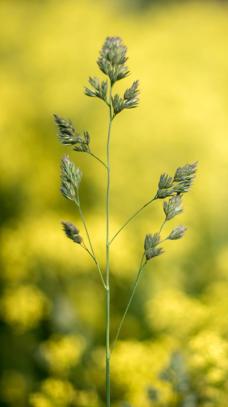 Pflanzen, Bokeh, Rapsölkraftstoff, Blühende Pflanze, Gelb. Wallpaper in 750x1334 Resolution