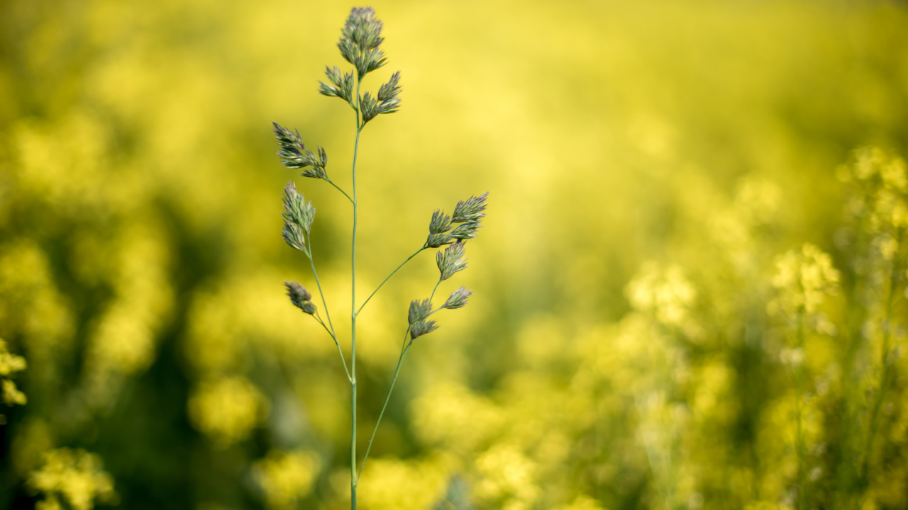 Mustard Field Blurry, Plants, Bokeh, Rapeseed, Flower. Wallpaper in 1280x720 Resolution