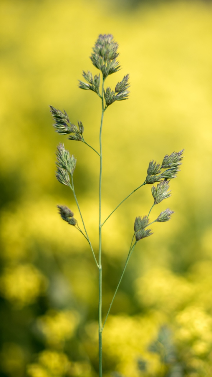 Mustard Field Blurry, Plants, Bokeh, Rapeseed, Flower. Wallpaper in 720x1280 Resolution