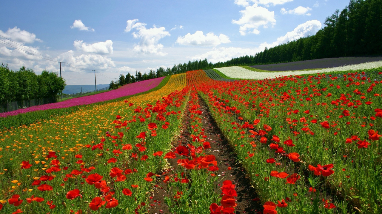 Red Flower Field Under White Clouds During Daytime. Wallpaper in 1280x720 Resolution