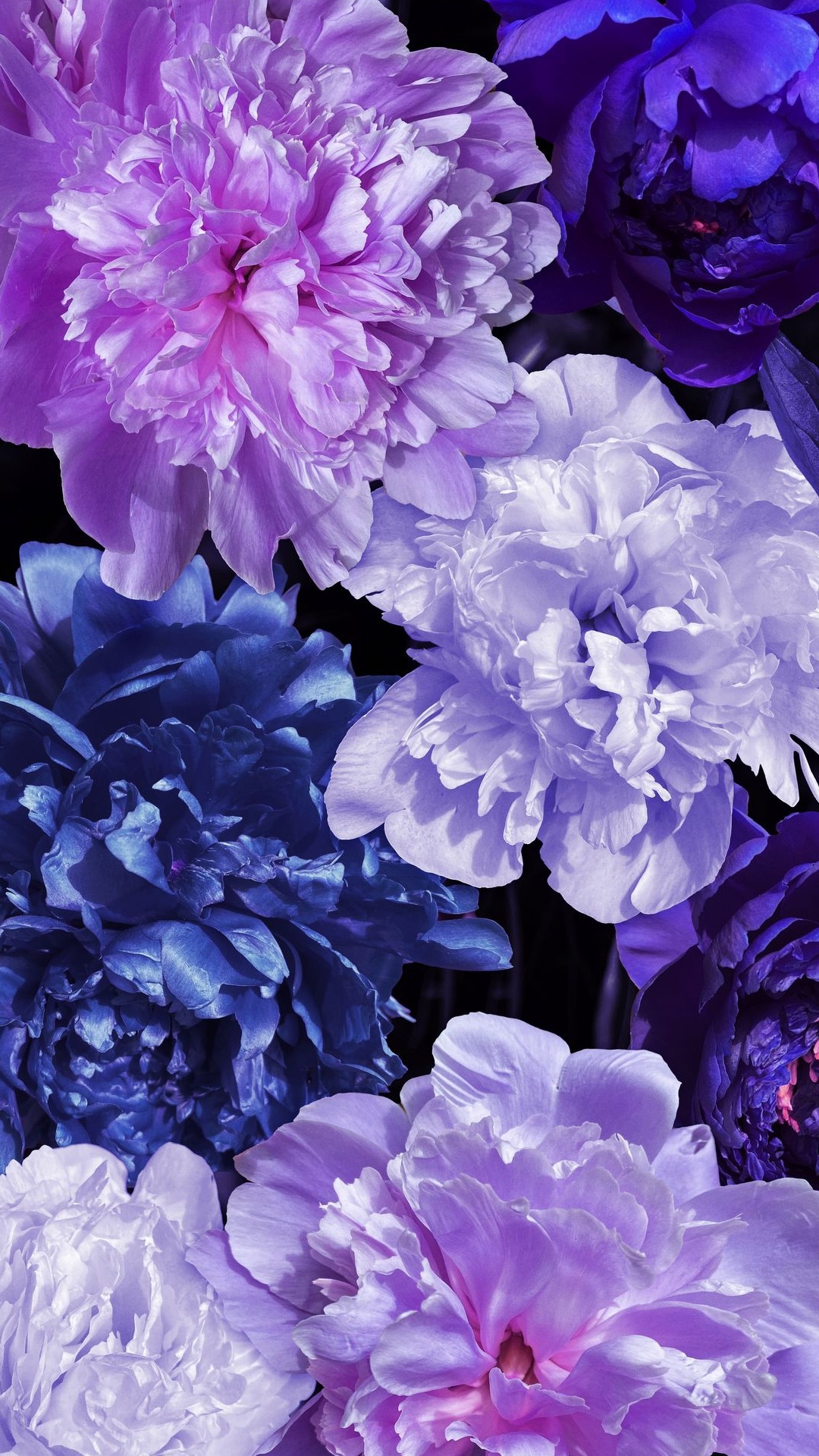 淡紫色的, 牡丹, 年度工厂, 白色, 紫色的 壁纸 1080x1920 允许