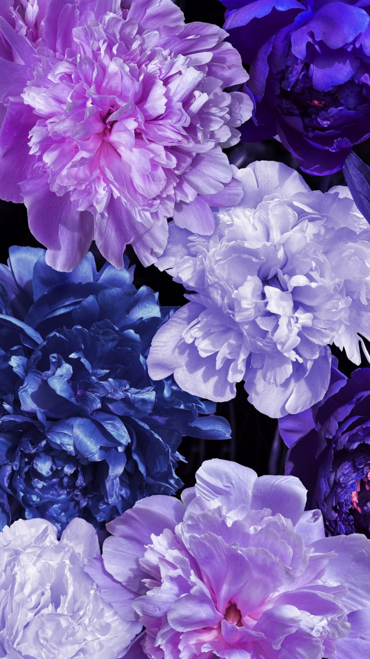 Lila, Peonía, Planta Anual, Blanco, Azul. Wallpaper in 750x1334 Resolution