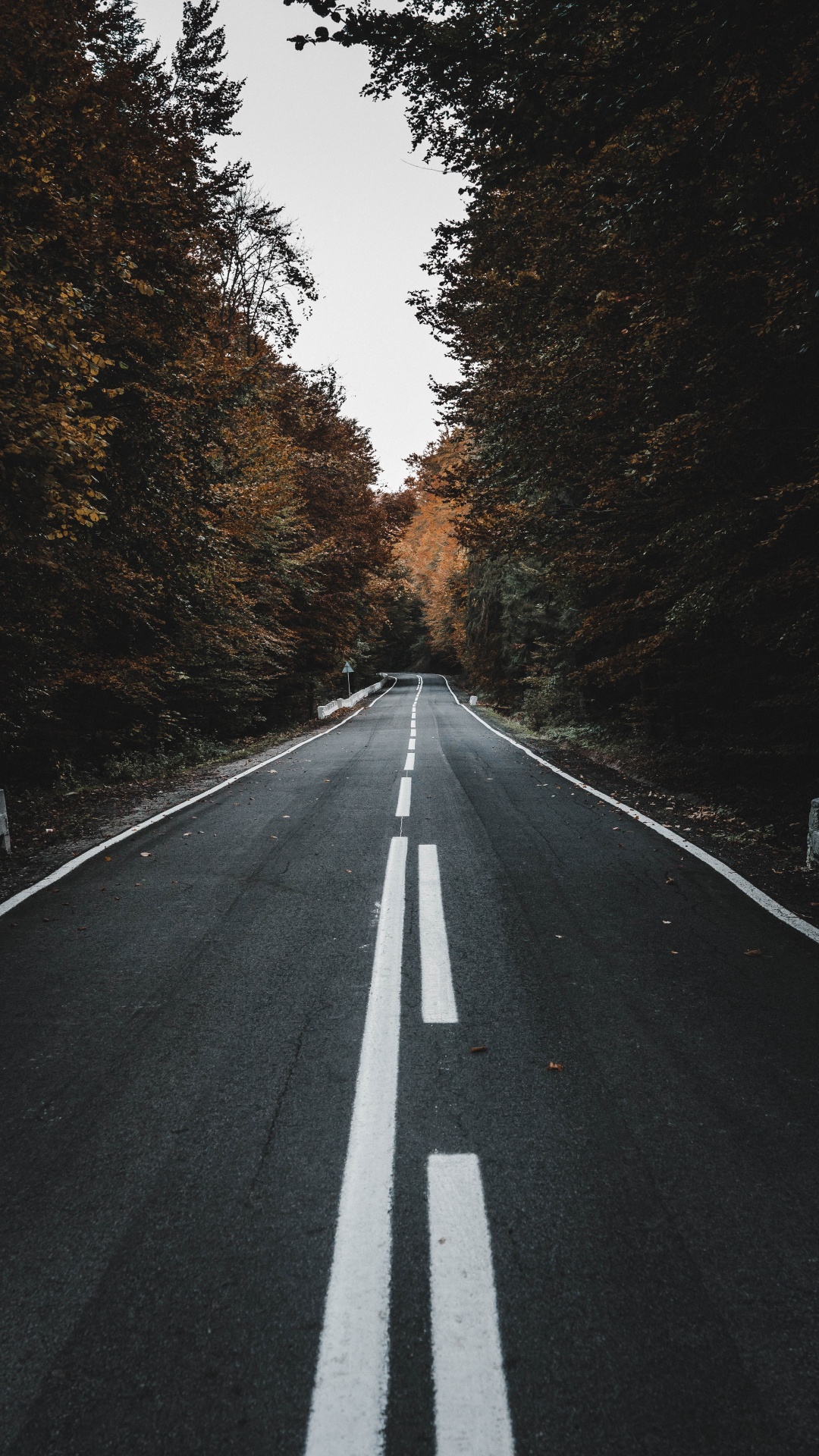 Road, Schwarz, Asphalt, Baum, Fahrbahn. Wallpaper in 1080x1920 Resolution