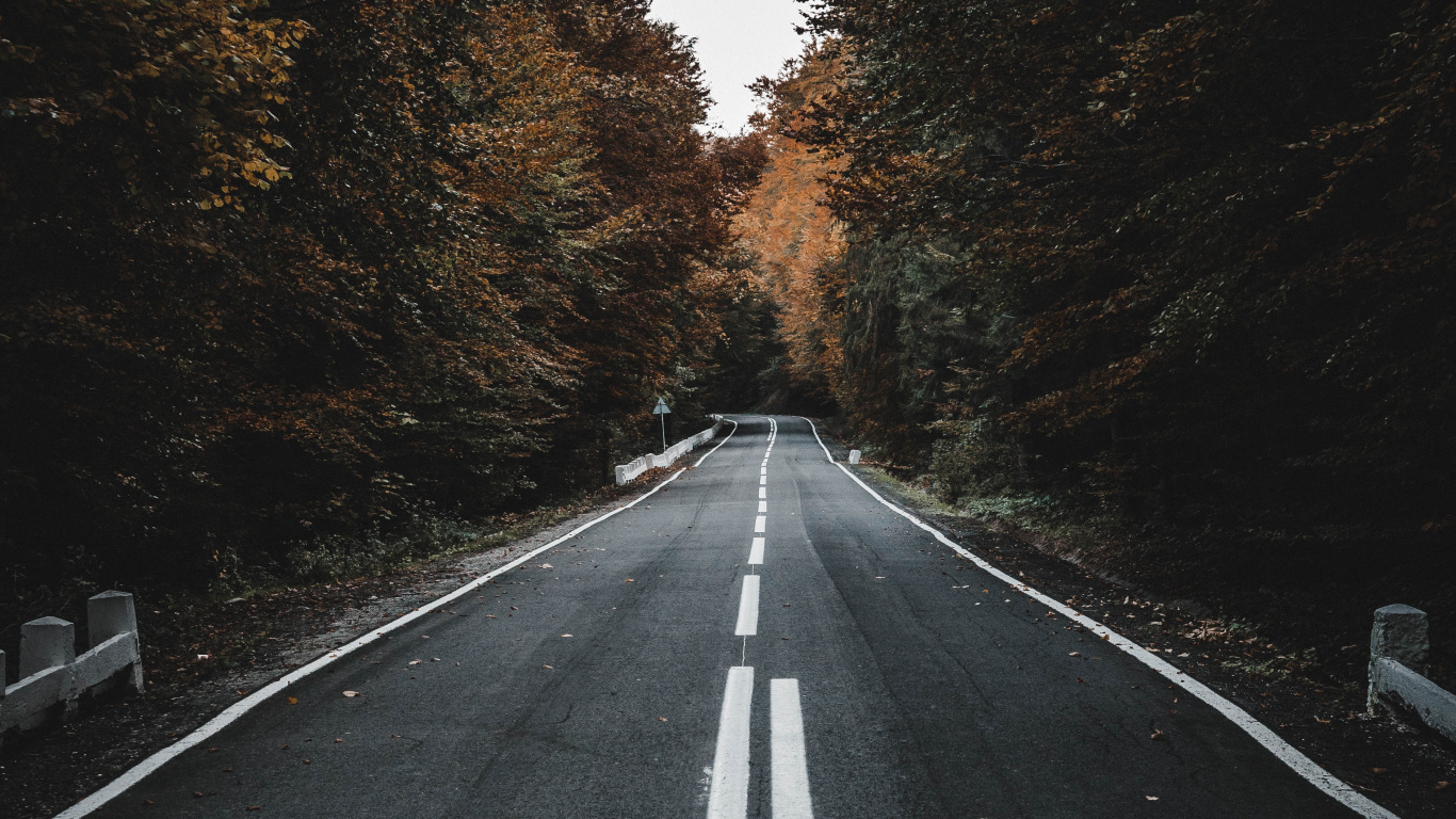 Road, Schwarz, Asphalt, Baum, Fahrbahn. Wallpaper in 1366x768 Resolution