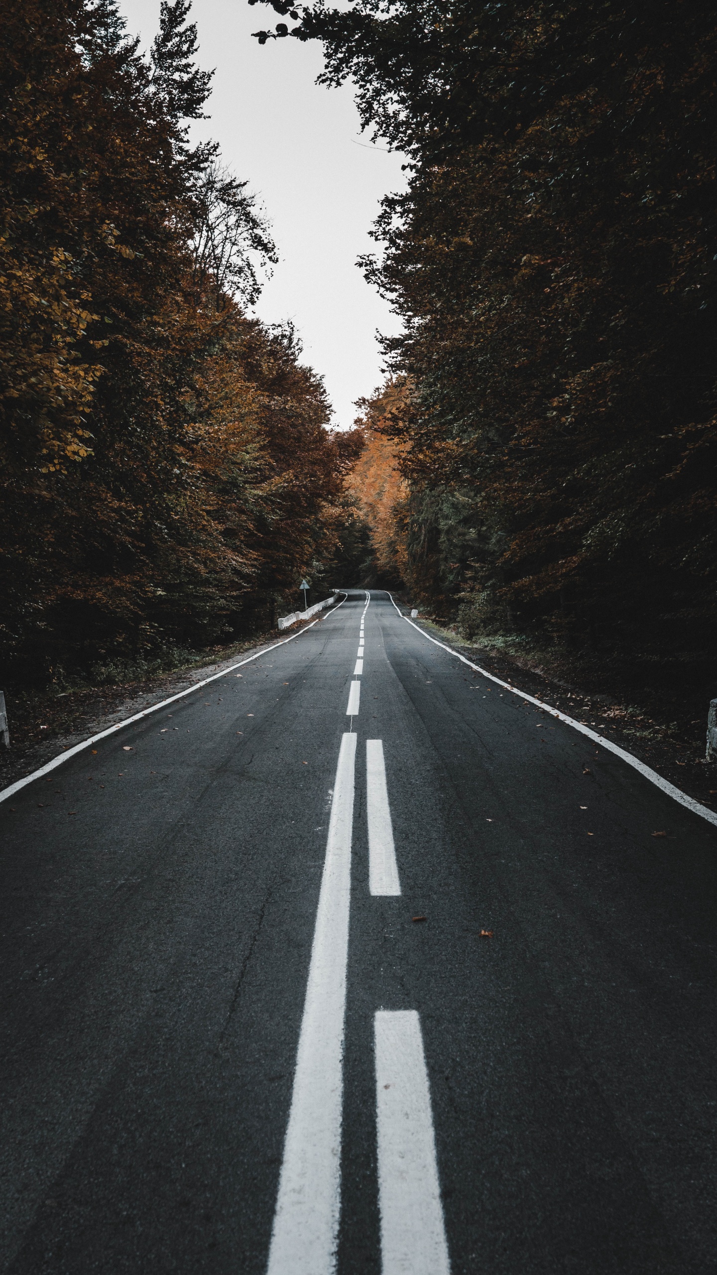 Road, Schwarz, Asphalt, Baum, Fahrbahn. Wallpaper in 1440x2560 Resolution