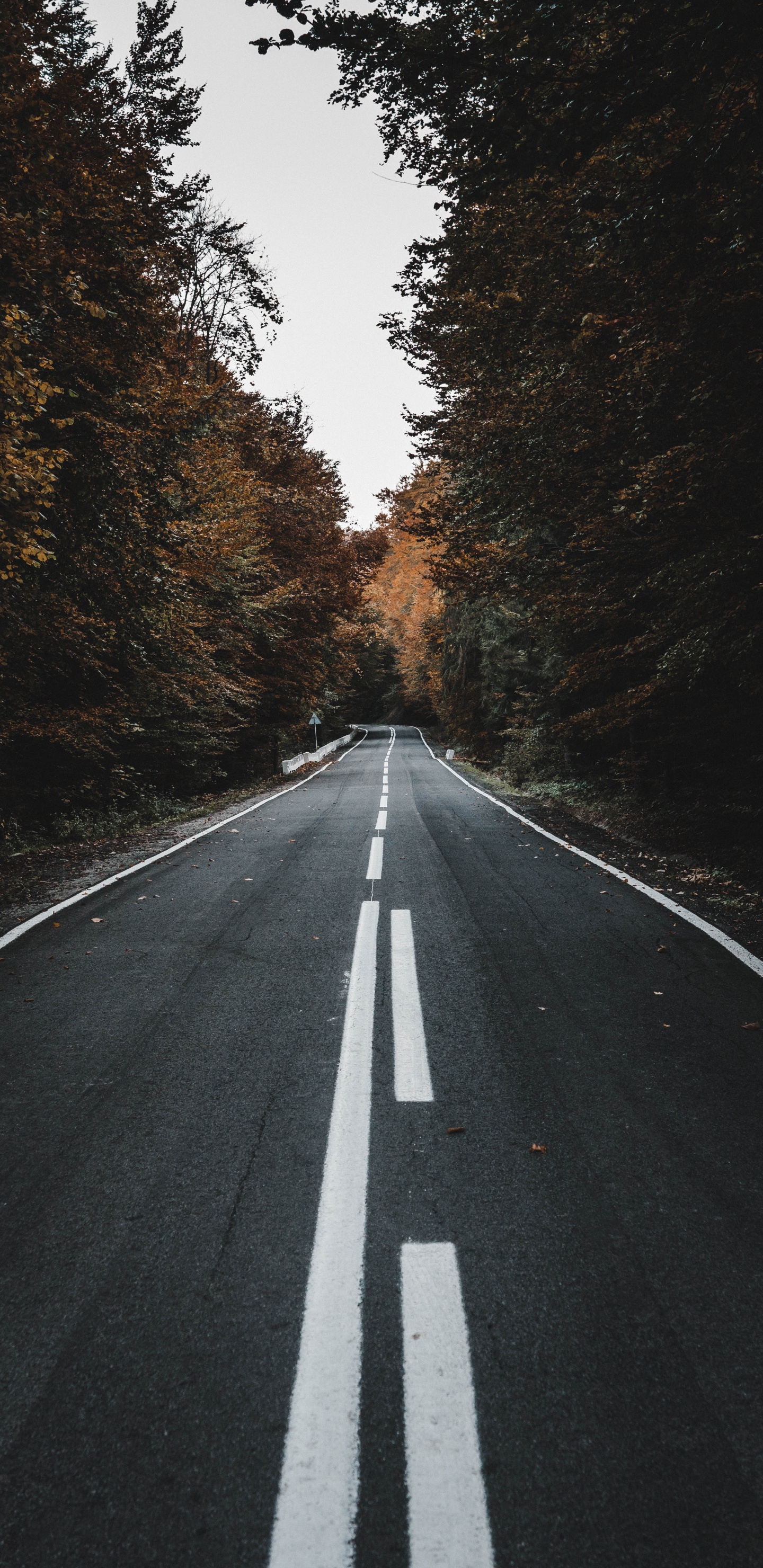 Road, Schwarz, Asphalt, Baum, Fahrbahn. Wallpaper in 1440x2960 Resolution