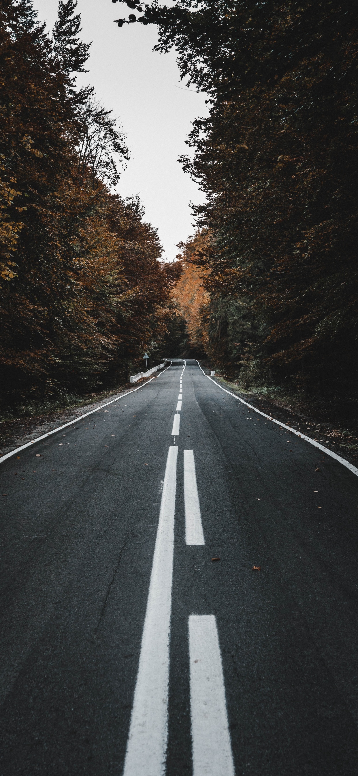 Road, Black, Asphalt, Lane, Tree. Wallpaper in 1242x2688 Resolution