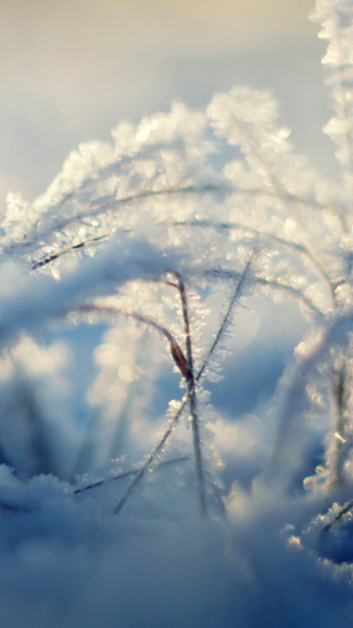 Weißer Schnee Auf Braunem Ast. Wallpaper in 720x1280 Resolution