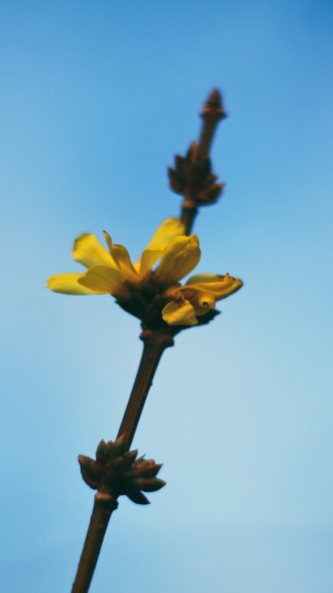 Flor Amarilla en Medio Del Cielo. Wallpaper in 1080x1920 Resolution
