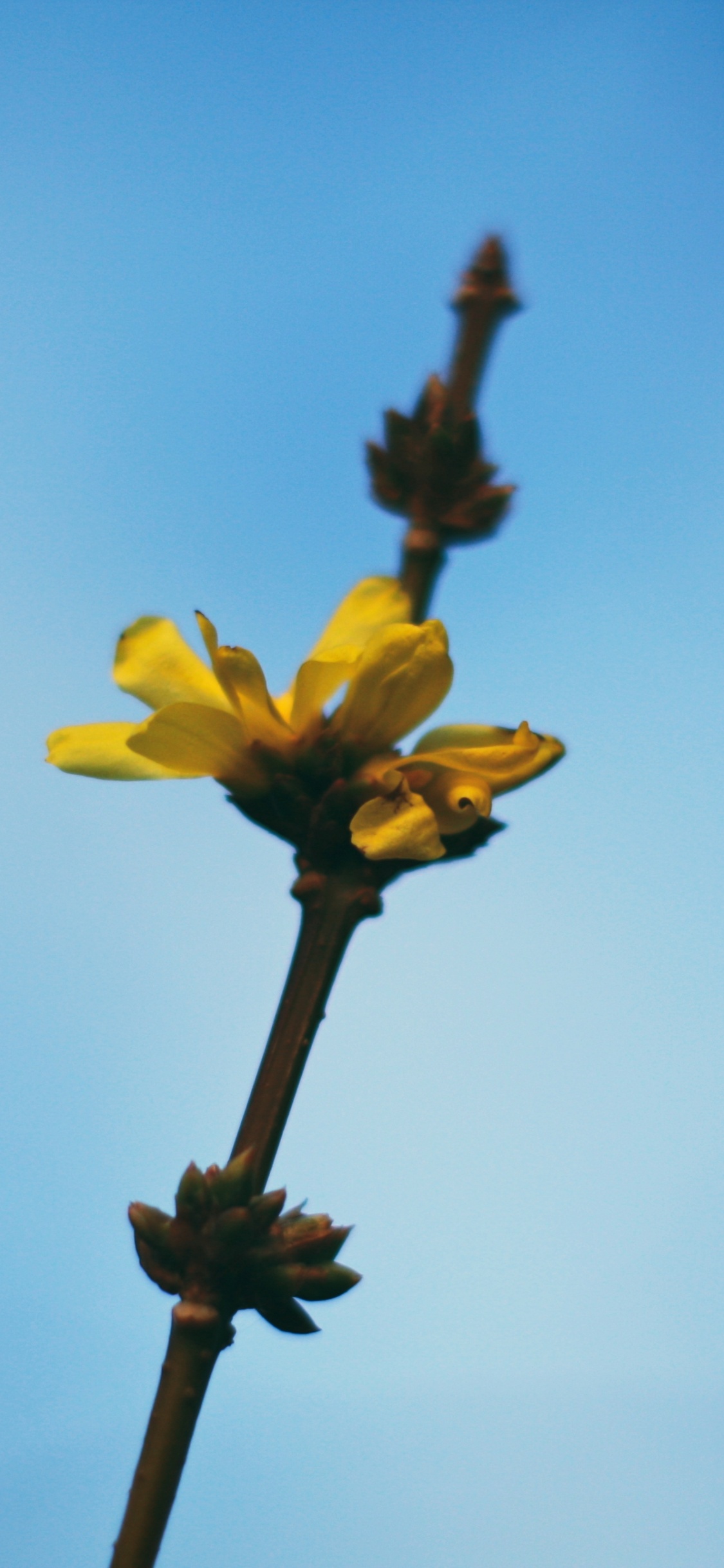 Yellow Flower in The Middle of The Sky. Wallpaper in 1125x2436 Resolution