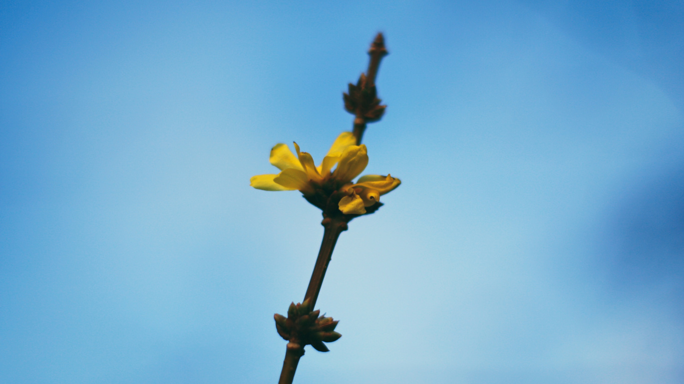 Yellow Flower in The Middle of The Sky. Wallpaper in 1366x768 Resolution