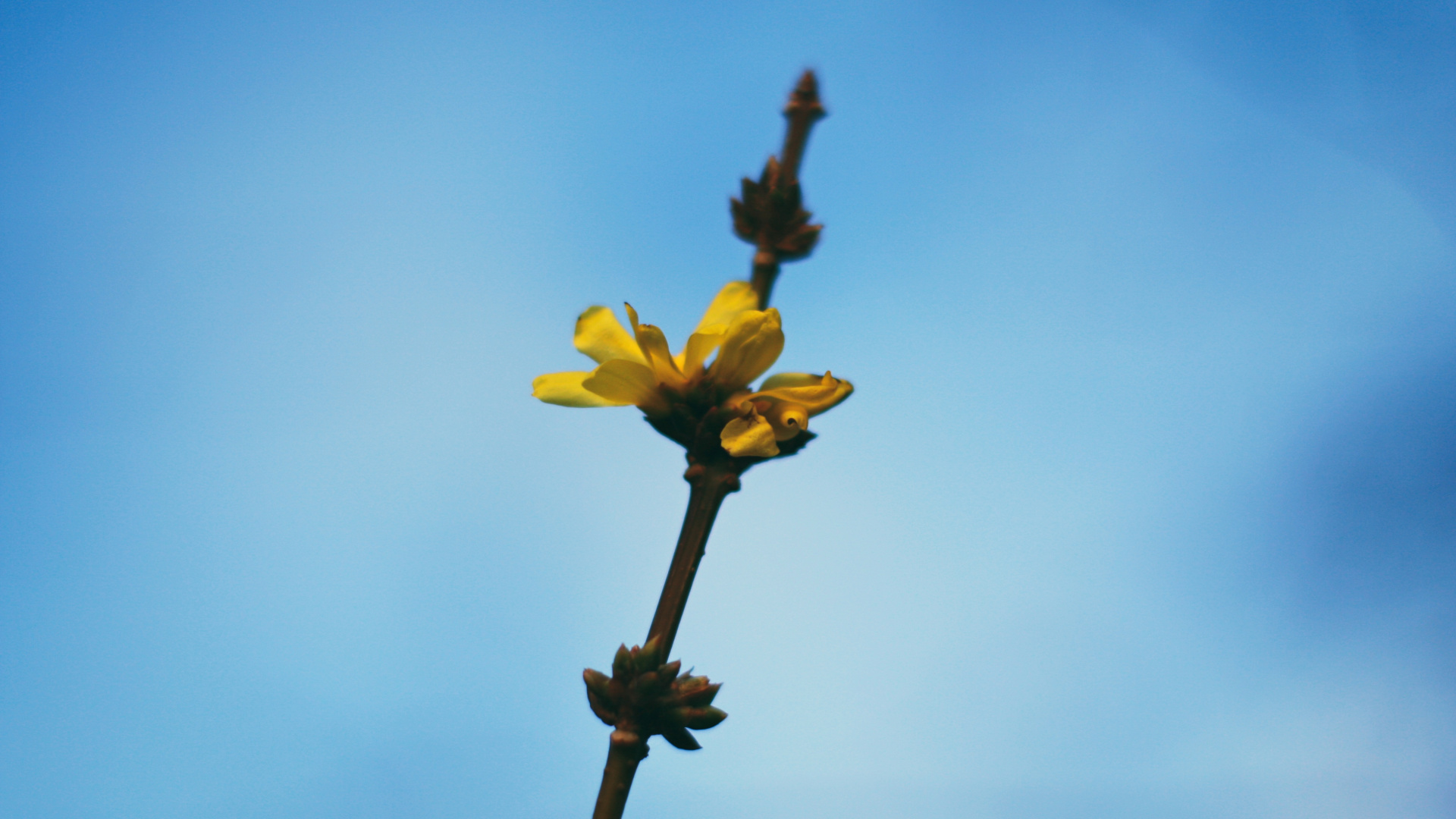 Yellow Flower in The Middle of The Sky. Wallpaper in 1920x1080 Resolution
