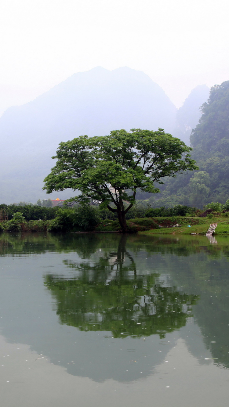Green Trees on Green Grass Field Near Lake During Daytime. Wallpaper in 750x1334 Resolution
