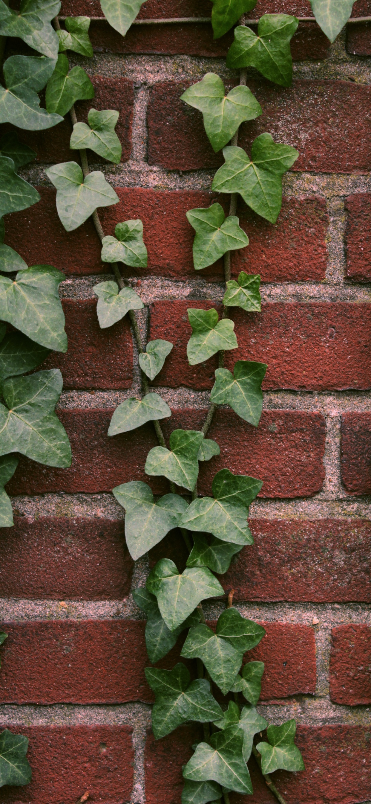 Plant, Brick, Terrestrial Plant, Brickwork, Groundcover. Wallpaper in 1242x2688 Resolution