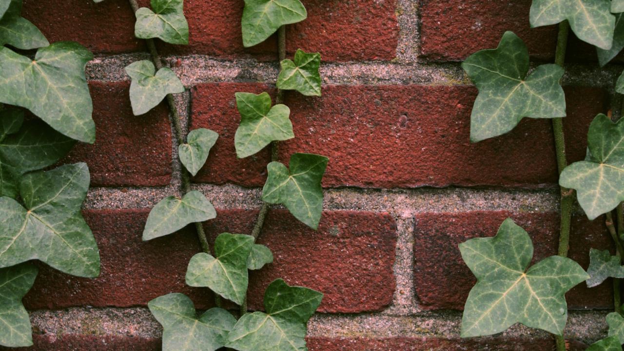 Plant, Brick, Terrestrial Plant, Brickwork, Groundcover. Wallpaper in 1280x720 Resolution