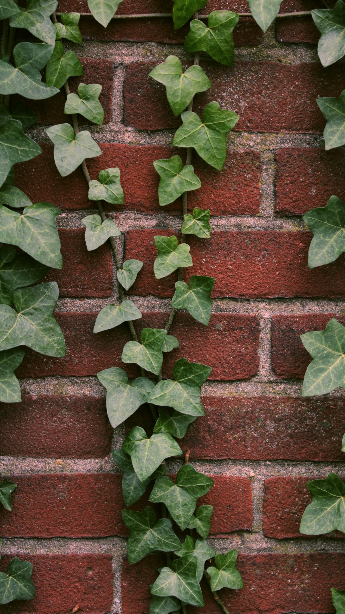 Plant, Brick, Terrestrial Plant, Brickwork, Groundcover. Wallpaper in 1440x2560 Resolution