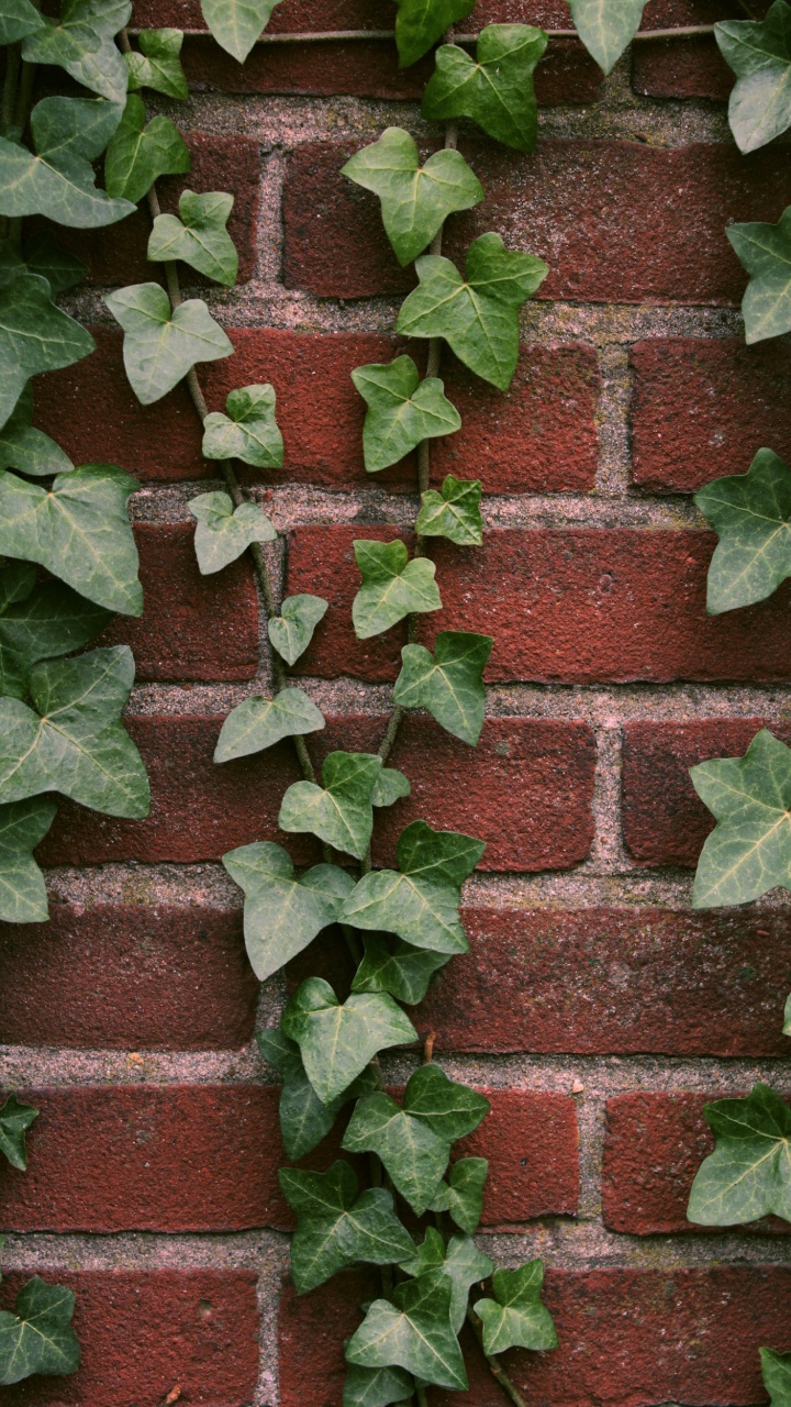 Plant, Brick, Terrestrial Plant, Brickwork, Groundcover. Wallpaper in 720x1280 Resolution