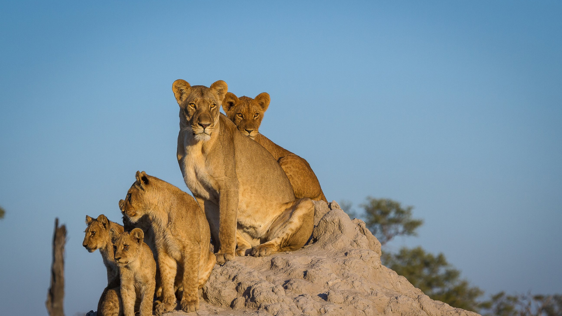 狮子, 野生动物, 大型猫科动物, Puma, Safari 壁纸 1920x1080 允许