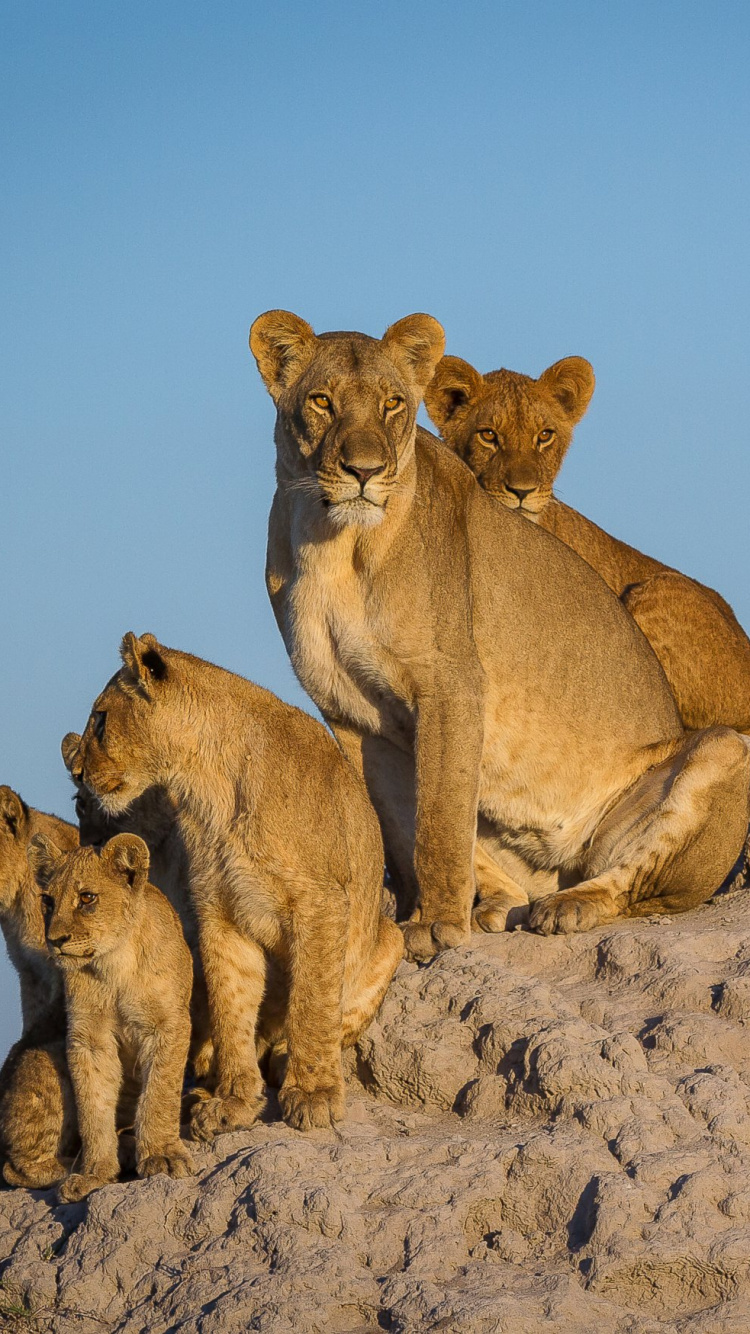 Braune Löwin Auf Braunem Felsen Tagsüber. Wallpaper in 750x1334 Resolution