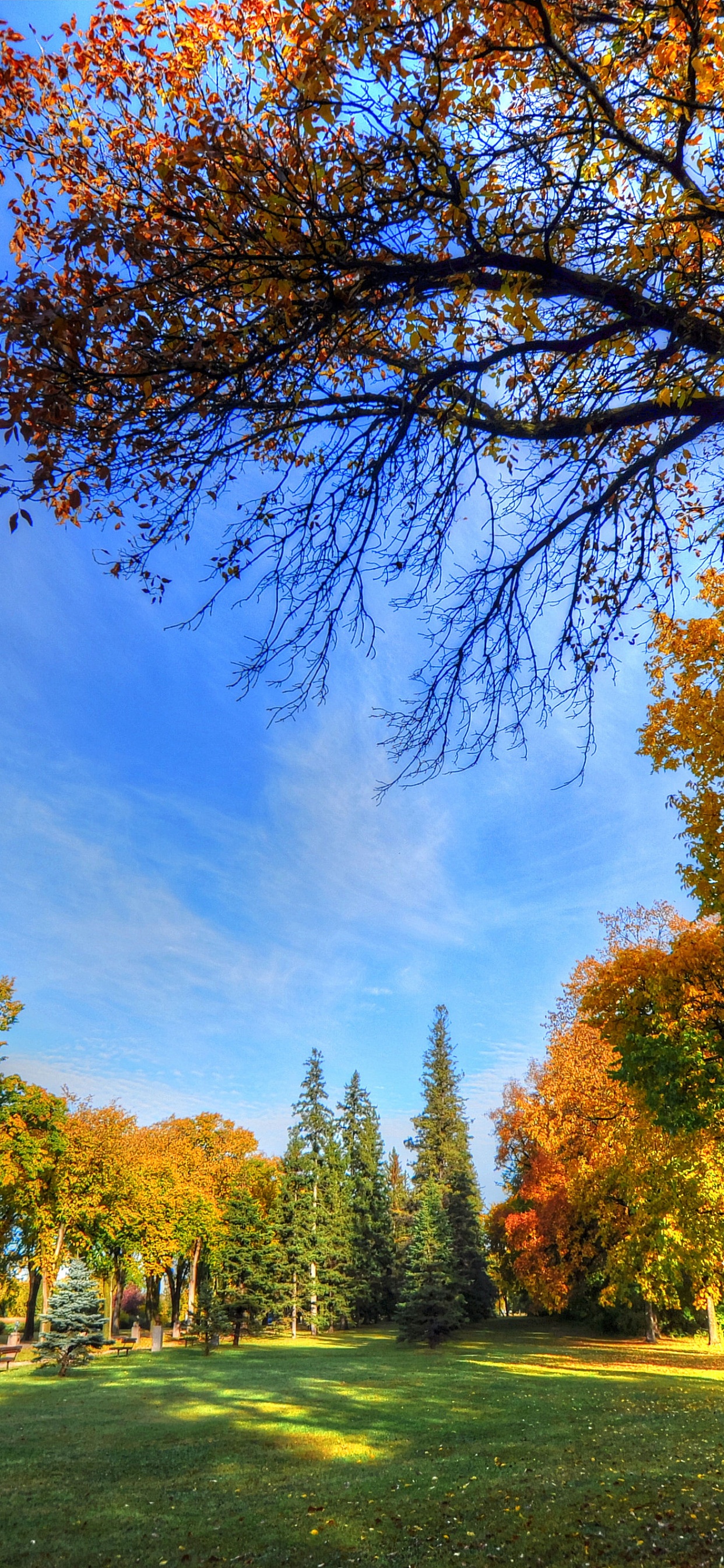 Bench, Tree, Park, Plant, Cloud. Wallpaper in 1242x2688 Resolution