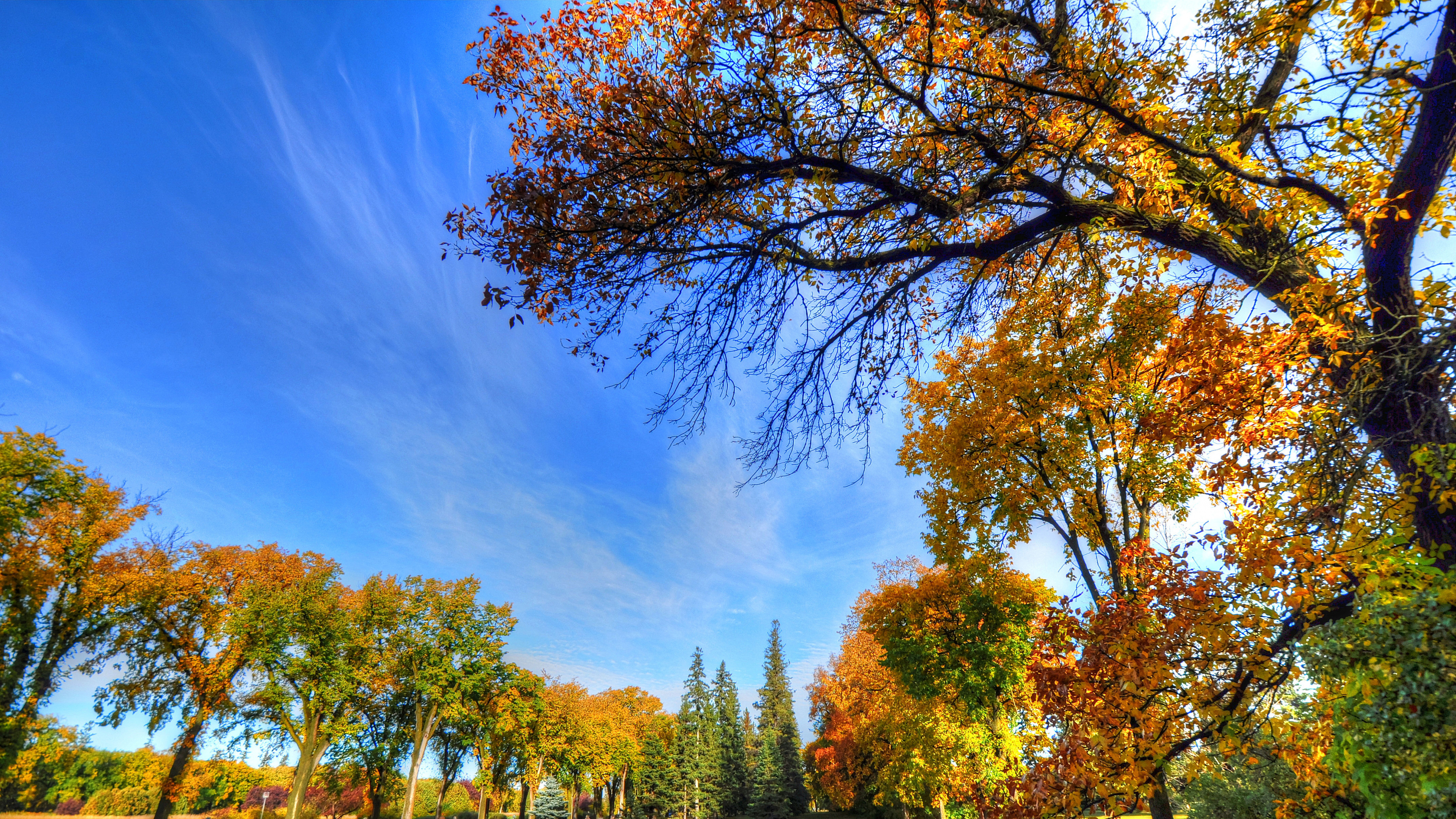 Bench, Tree, Park, Plant, Cloud. Wallpaper in 3840x2160 Resolution