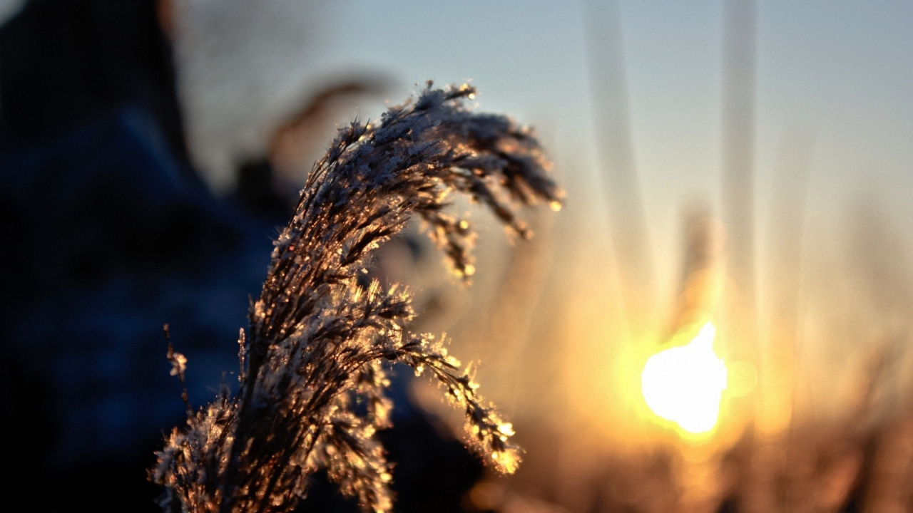 Blé Brun en Gros Plan. Wallpaper in 1280x720 Resolution