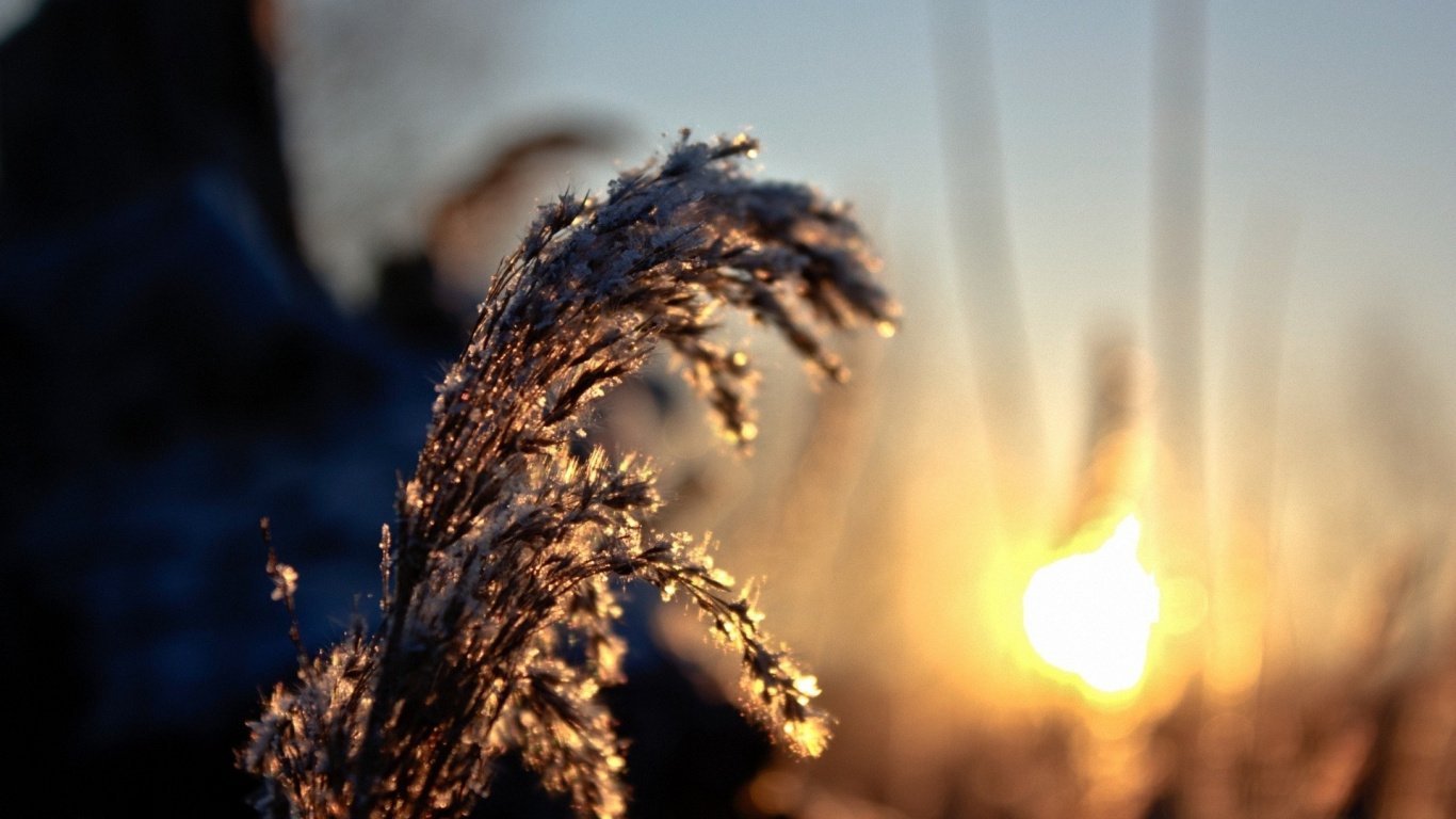 Brown Wheat in Close up Photography. Wallpaper in 1366x768 Resolution