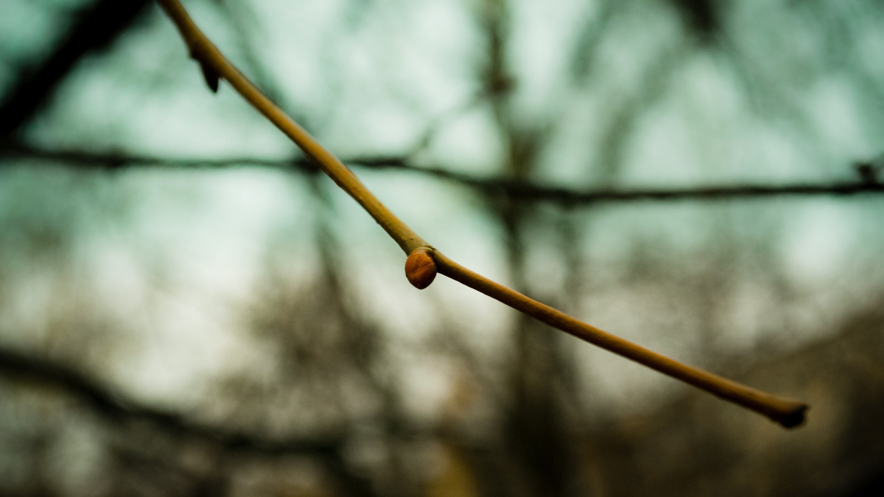 Brown Rope in Tilt Shift Lens. Wallpaper in 1280x720 Resolution