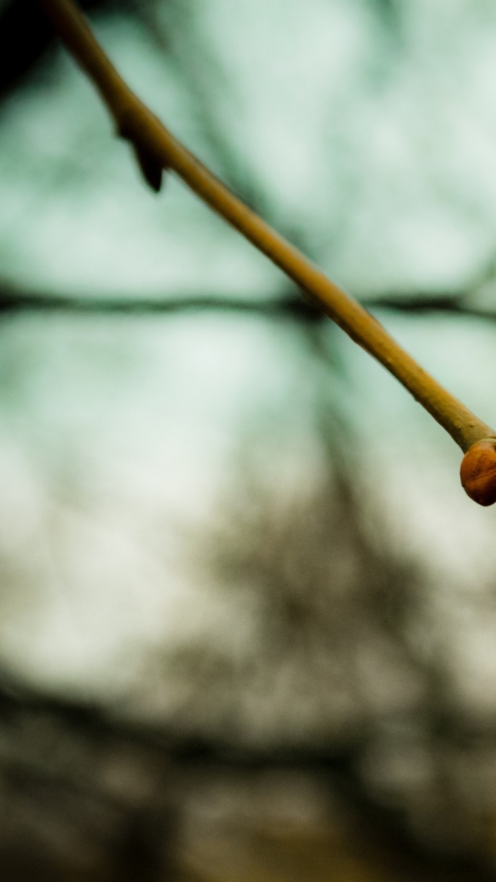 Braunes Seil in Tilt-Shift-Linse. Wallpaper in 720x1280 Resolution