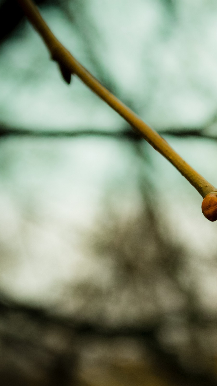 Braunes Seil in Tilt-Shift-Linse. Wallpaper in 750x1334 Resolution