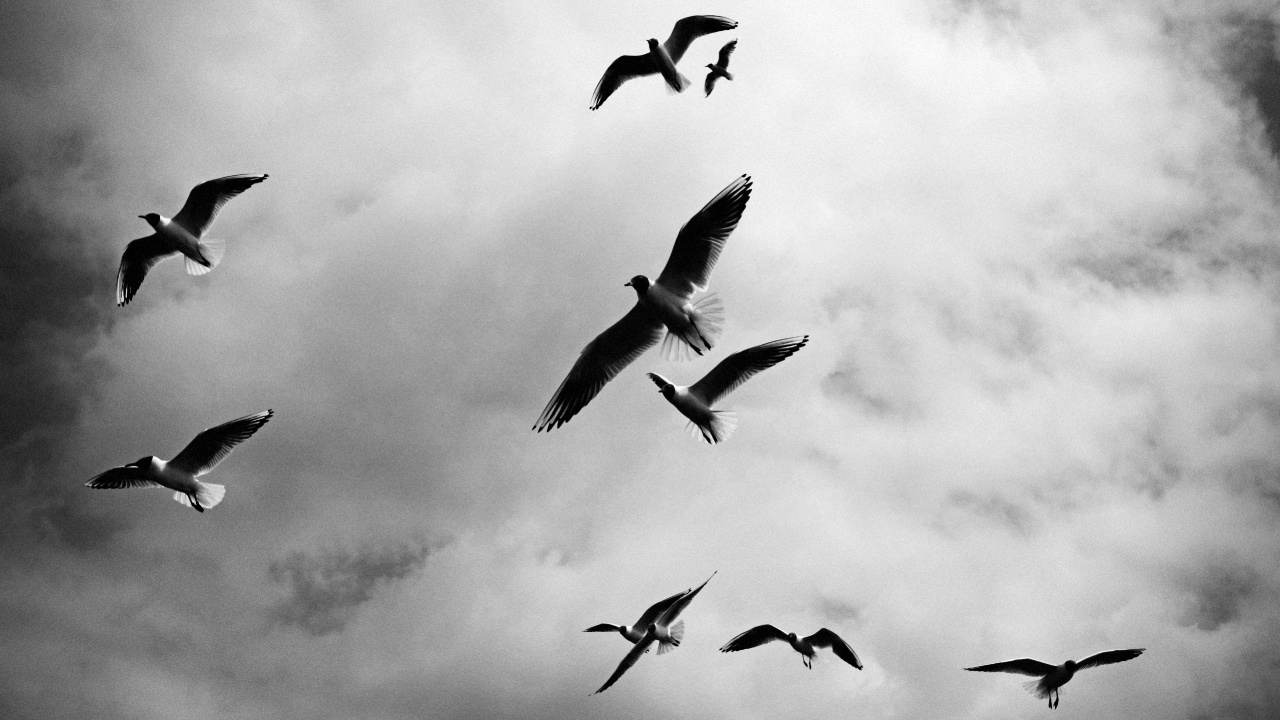 Photographie en Niveaux de Gris D'oiseaux en Vol. Wallpaper in 1280x720 Resolution