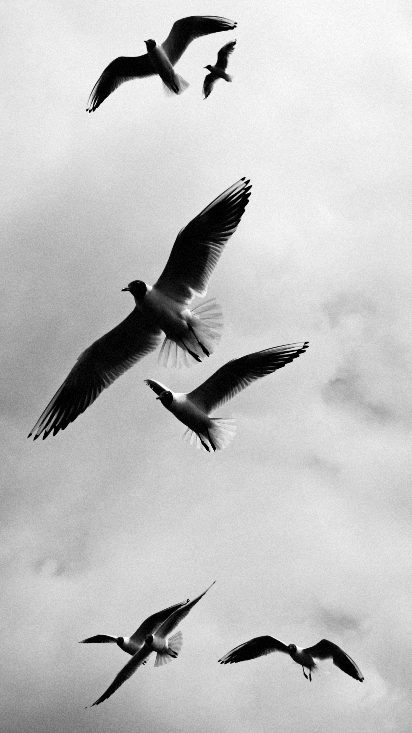 Photographie en Niveaux de Gris D'oiseaux en Vol. Wallpaper in 1440x2560 Resolution