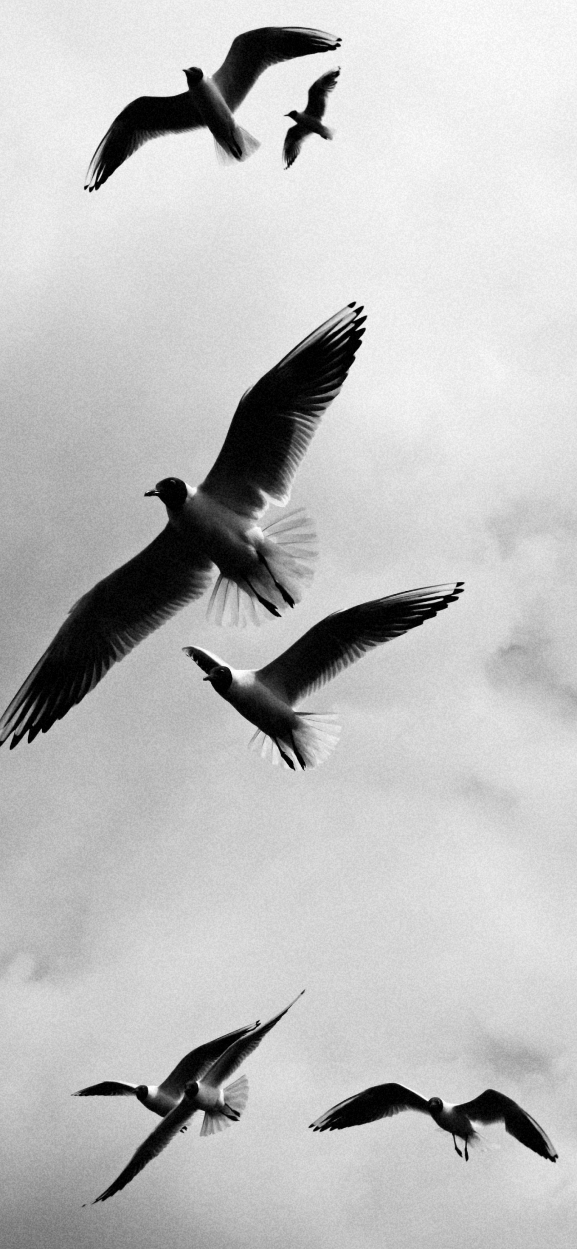 Fotografía en Escala de Grises de Pájaros Volando.. Wallpaper in 1125x2436 Resolution