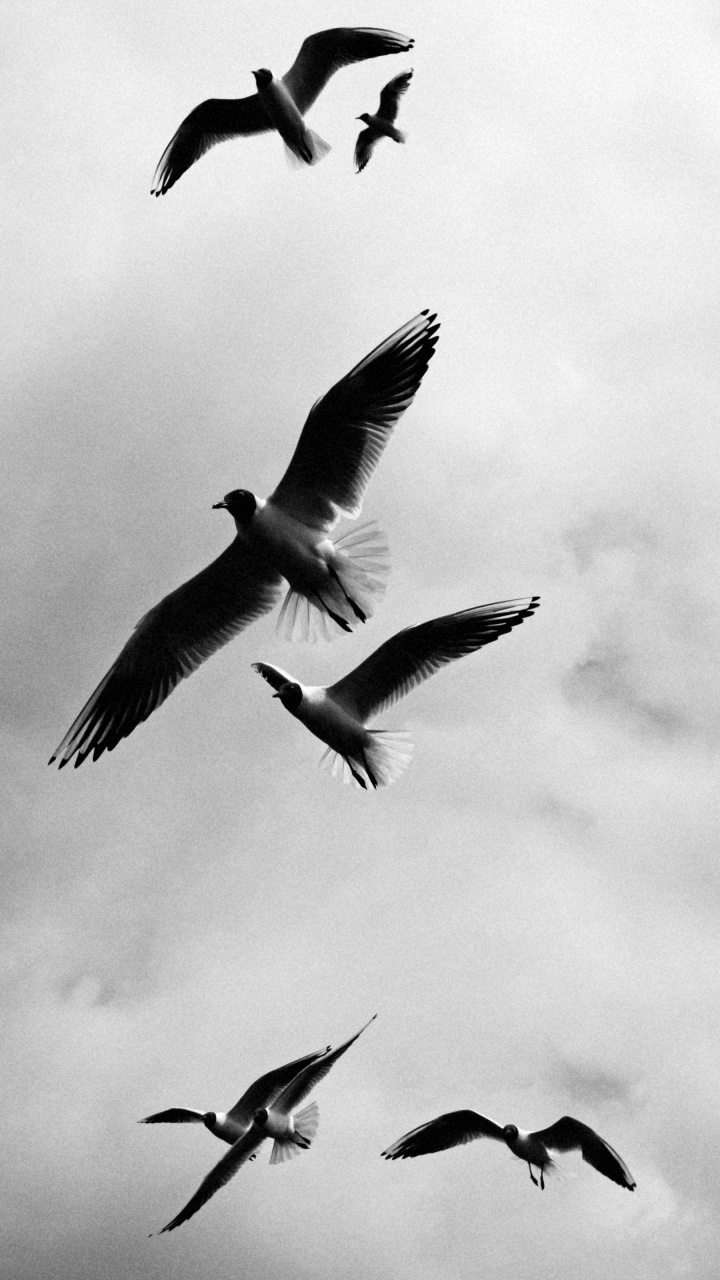 Fotografía en Escala de Grises de Pájaros Volando.. Wallpaper in 720x1280 Resolution