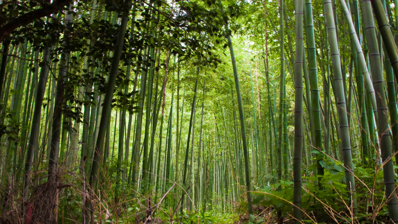 Árboles de Bambú Verde Durante el Día. Wallpaper in 1366x768 Resolution