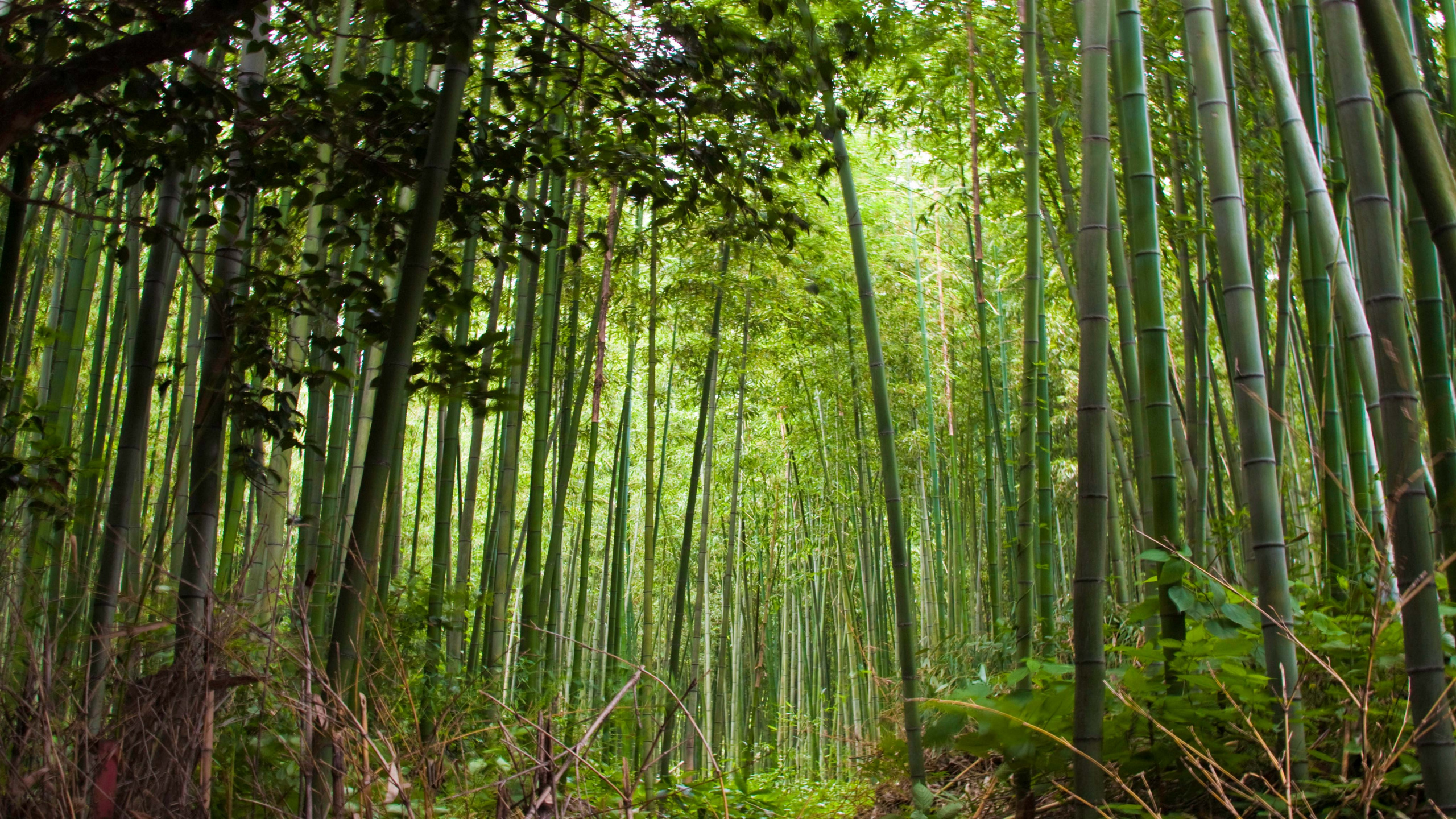 Bambous Verts Pendant la Journée. Wallpaper in 2560x1440 Resolution