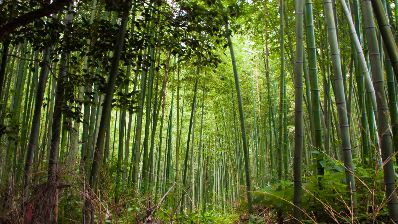 Green Bamboo Trees During Daytime. Wallpaper in 1280x720 Resolution