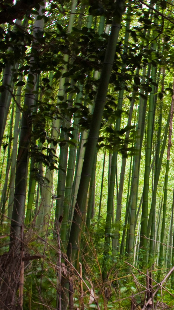 Green Bamboo Trees During Daytime. Wallpaper in 720x1280 Resolution